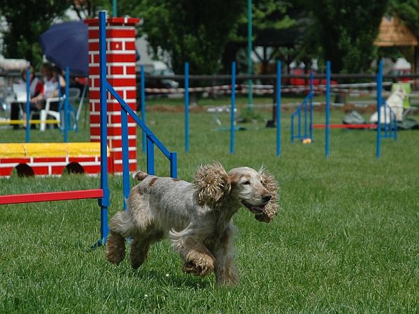 Extreme Agility víkend - sobota