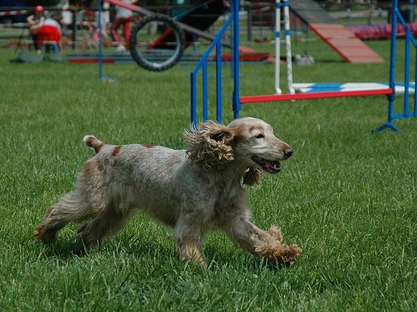 Extreme Agility víkend - sobota