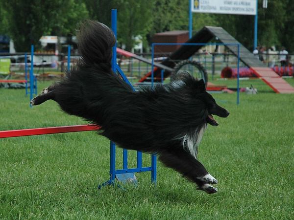 Extreme Agility víkend - sobota