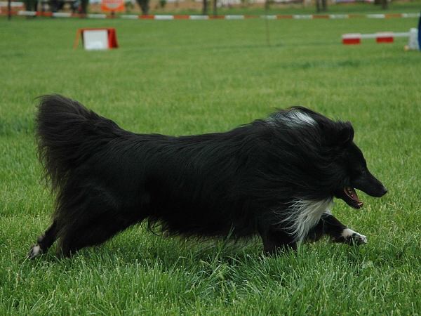 Extreme Agility víkend - sobota