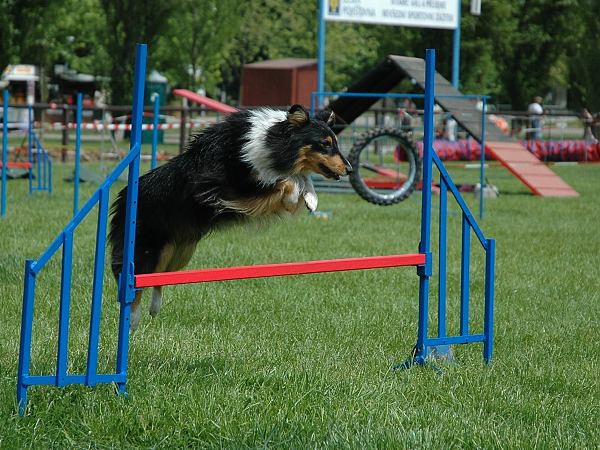 Extreme Agility víkend - sobota
