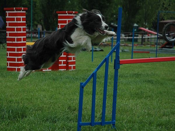 Extreme Agility víkend - sobota