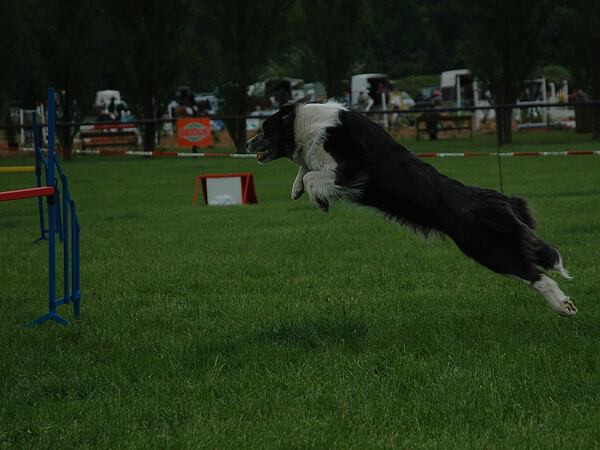Extreme Agility víkend - sobota