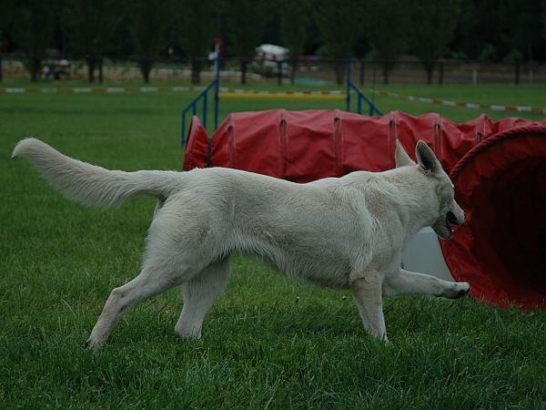 Extreme Agility víkend - sobota