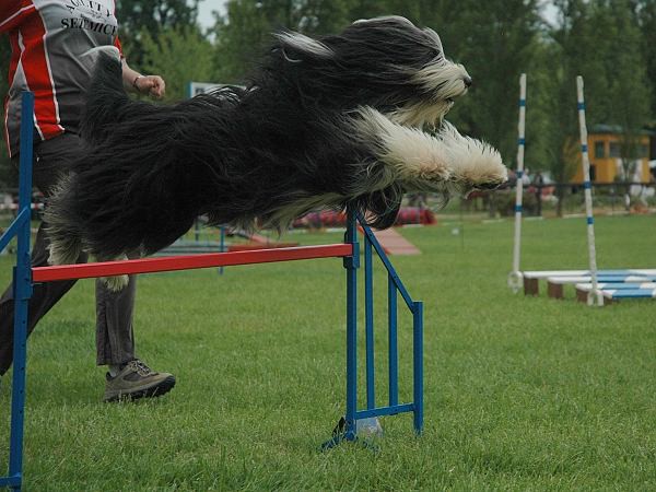 Extreme Agility víkend - sobota